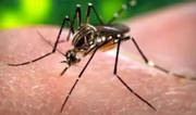 Don't ignore fever, even if dengue test negative Don't ignore fever, even if dengue test negative
